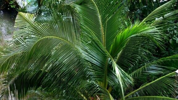 热带暴雨在丛林背景下的棕榈树