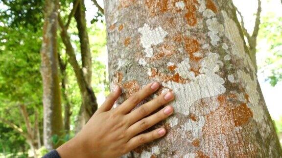 手触摸琼脂木树的慢动作