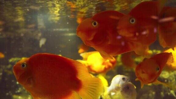 金鱼在水族馆里游泳特写镜头
