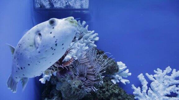 水族馆里的水下世界