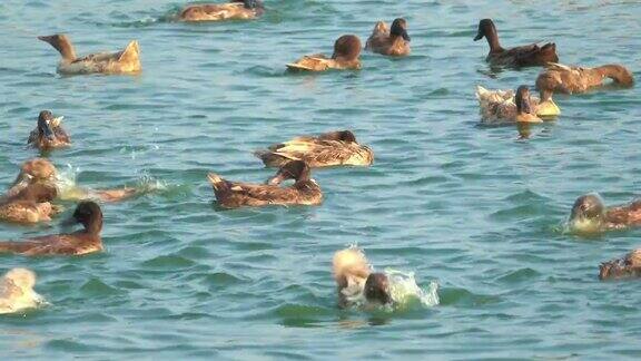 一群鸭子在水里玩耍
