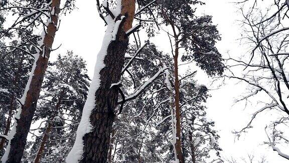 冬天松树被白雪覆盖的森林