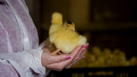 可爱的小鸭子在女人的手中
