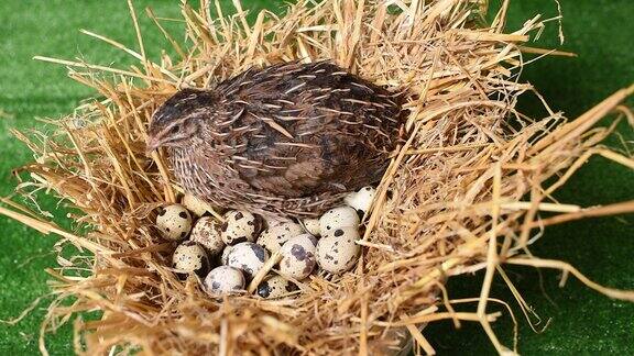 家鹌鹑坐在巢里孵鹌鹑蛋