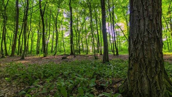 运动阳光照射在森林的树枝