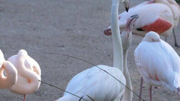 两只火烈鸟的喙连在一起