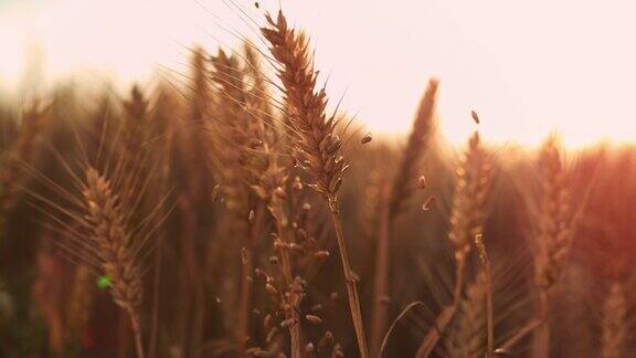 谷物落在小麦穗上