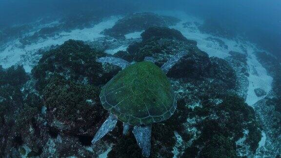 潜水员跟随一只巨大的绿海龟仿佛在蓝色的洋流中滑行