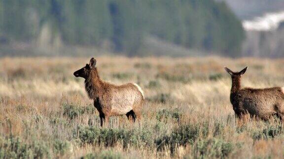放牧麋鹿黄石国家公园怀俄明州