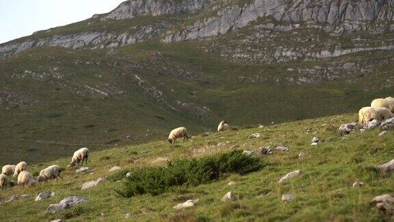 羊在黑山的绿色山上吃草