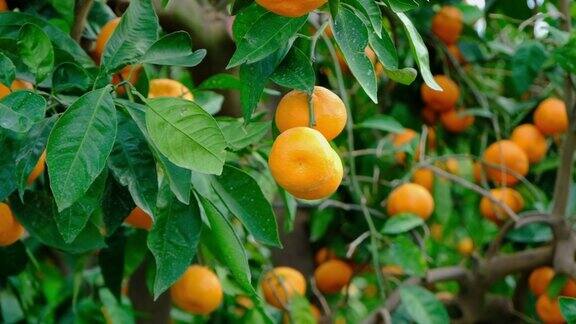 橘子树的花园树枝上结黄色和橙色的柑橘果实