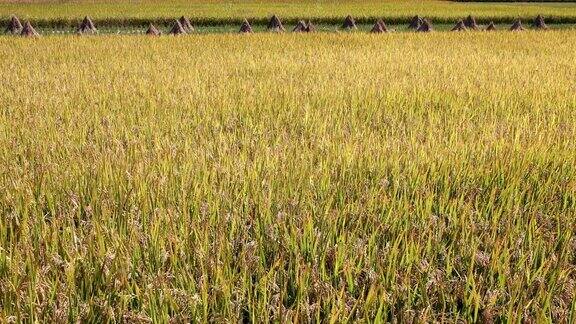 稻田里的稻穗接近收获季节