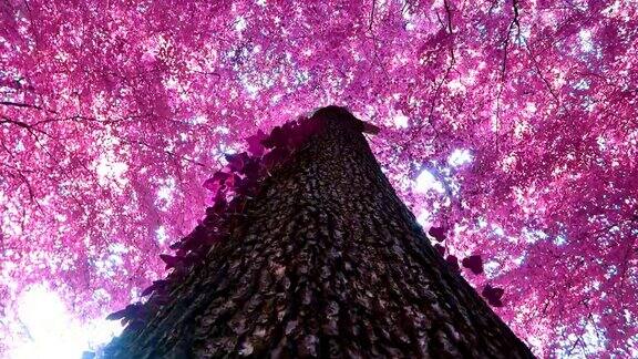 红外全景进入粉红色和紫色的森林景观