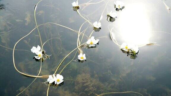 泸沽湖上的水草开花了