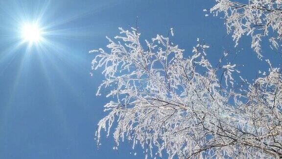 白雪覆盖的树枝映衬着晴朗的天空