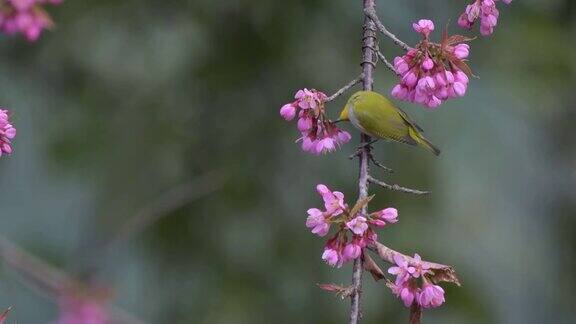 4k视频桑丘鸟吃樱花大自然的真实再现