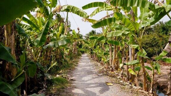 在湄公河三角洲的水果种植园