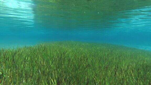 海底覆盖着茂密的绿色海草在浅水中可以反射出表面水下的背景