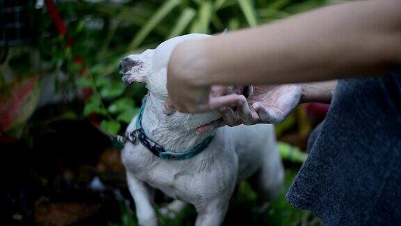 一只法国斗牛犬正在花园里洗澡