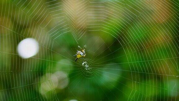 蜘蛛(霍塞尔特的刺蜘蛛)在泰国森林里织网