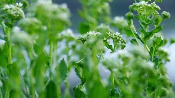 绿色草地上随风摇曳的白色野花