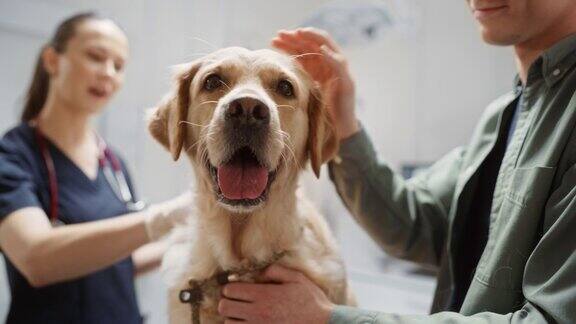 在兽医诊所检查期间一只忠诚的繁殖良好的金毛猎犬的肖像宠物主人和女兽医在预约中交谈