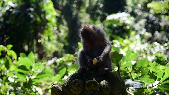 巴厘长尾猴坐在石雕上