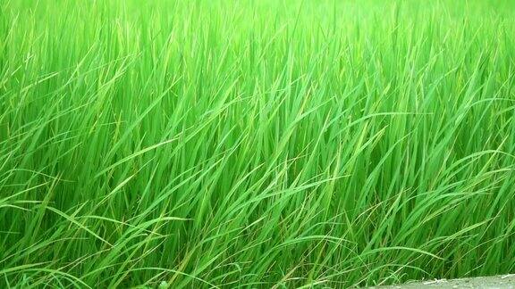 巴厘岛一个有机农业农场上一株美丽的水稻