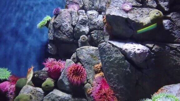 水下热带珊瑚礁热带水下海鱼色彩斑斓的热带珊瑚礁现场礁海洋生物海洋世界水下鱼礁海洋