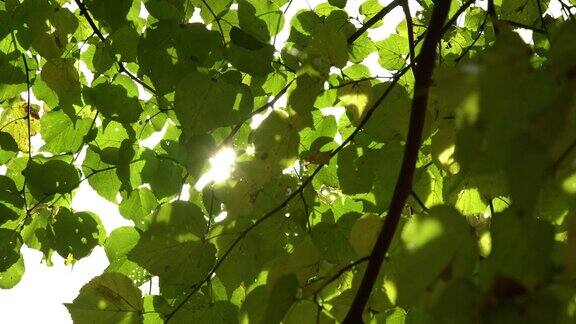 太阳从公园的绿叶中探出头来耀眼的阳光穿过树枝