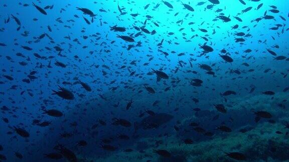 背光下的水下场景-在深蓝色的水里的大鲷鱼群
