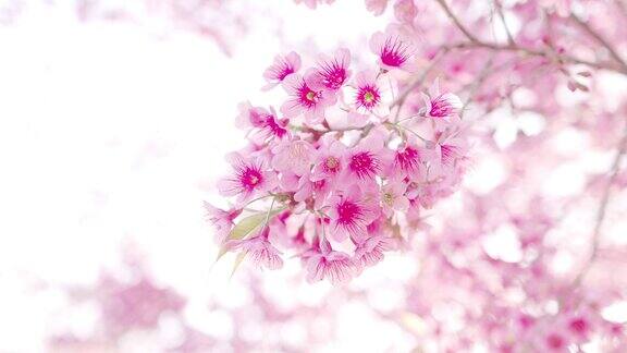 春天的粉红色樱花树