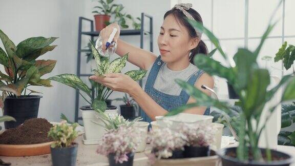年轻的亚洲妇女在家里照顾水盆栽早上