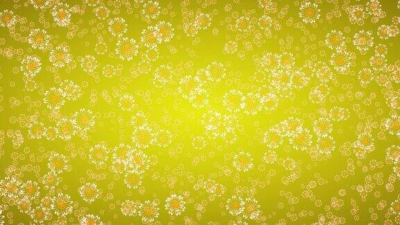 黄色背景上盛开的玛格丽特雏菊花