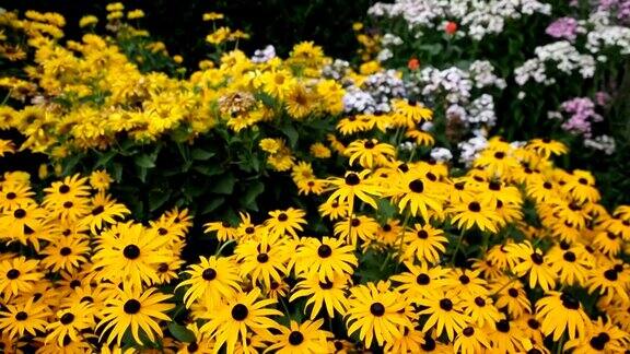 黑眼苏珊的黄色花朵在花园里