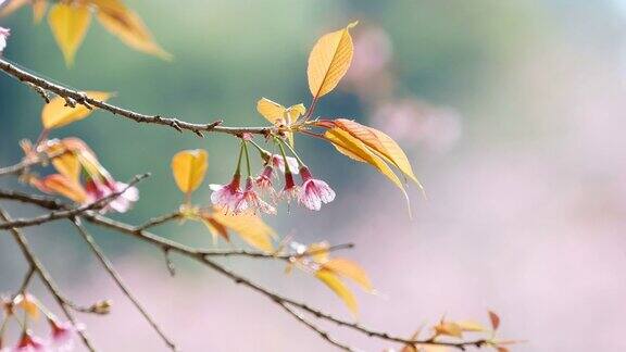 野生喜马拉雅樱花或樱花