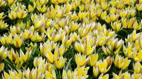 黄色郁金香的田野或草地郁金香花在风中摇曳