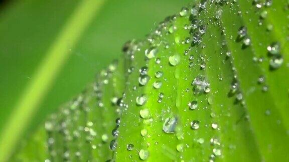 慢镜头雨点落在芭蕉叶上