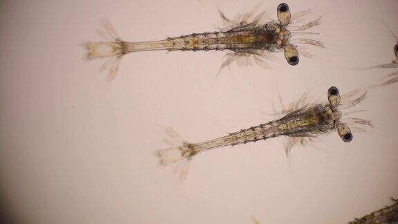 光镜下凡纳滨对虾的蛹期显微镜下对虾幼虫对虾白对虾无节幼体稚虫幼虫背景