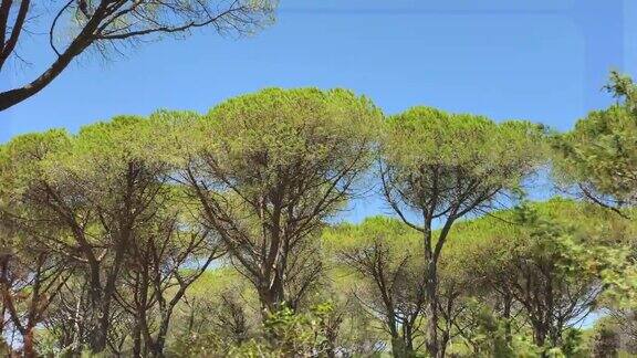 地中海灌木植物:夏天在托斯卡纳的乡村