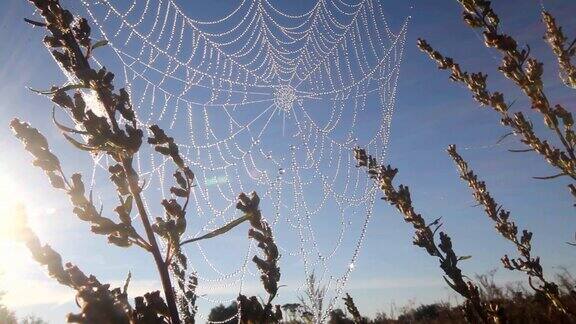 蜘蛛网上的露珠