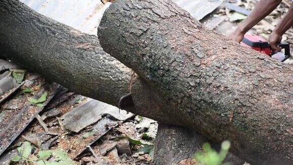 在印度伐木工人用链锯锯着一个被砍倒的树干这是滥伐森林