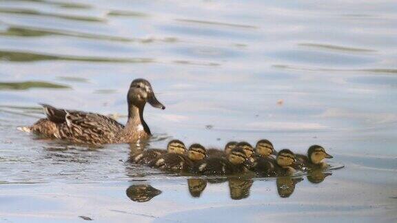 鸭妈妈带着小鸭子在春天的湖里游泳