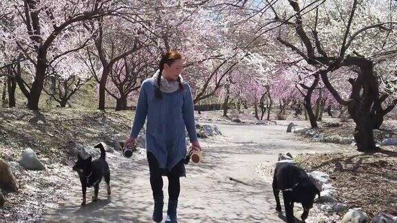慢镜头女子在日本梅花树公园遛狗