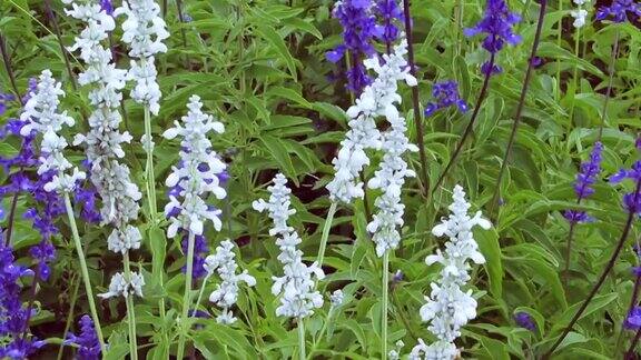 薰衣草属植物的白色花和蓝色花