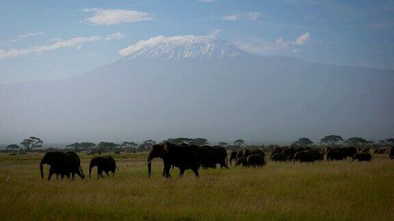 乞力马扎罗山平原上的非洲象群以金合欢为背景