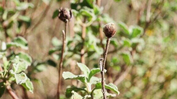 干野花细节