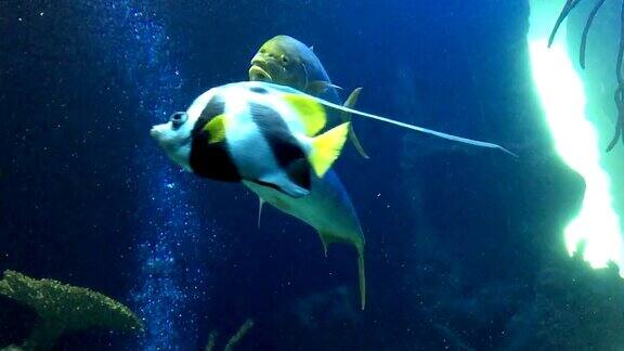 在鱼缸中游泳的热带鱼种类