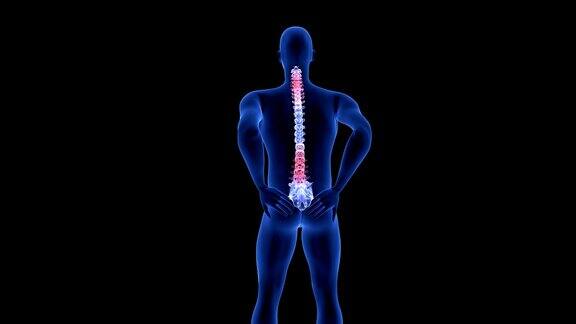 脊椎疼痛蓝色人体解剖体3D扫描渲染在黑色背景