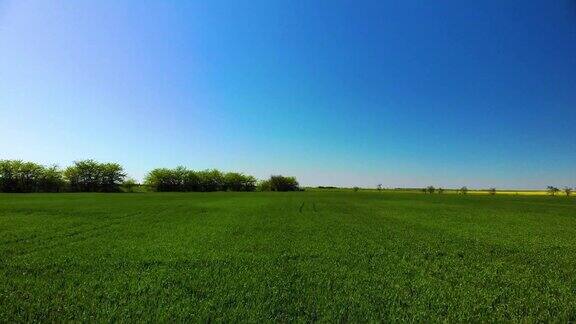 在阳光明媚的夏日低空飞过绿黄色的麦田